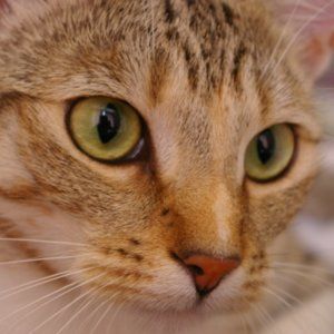Esther
